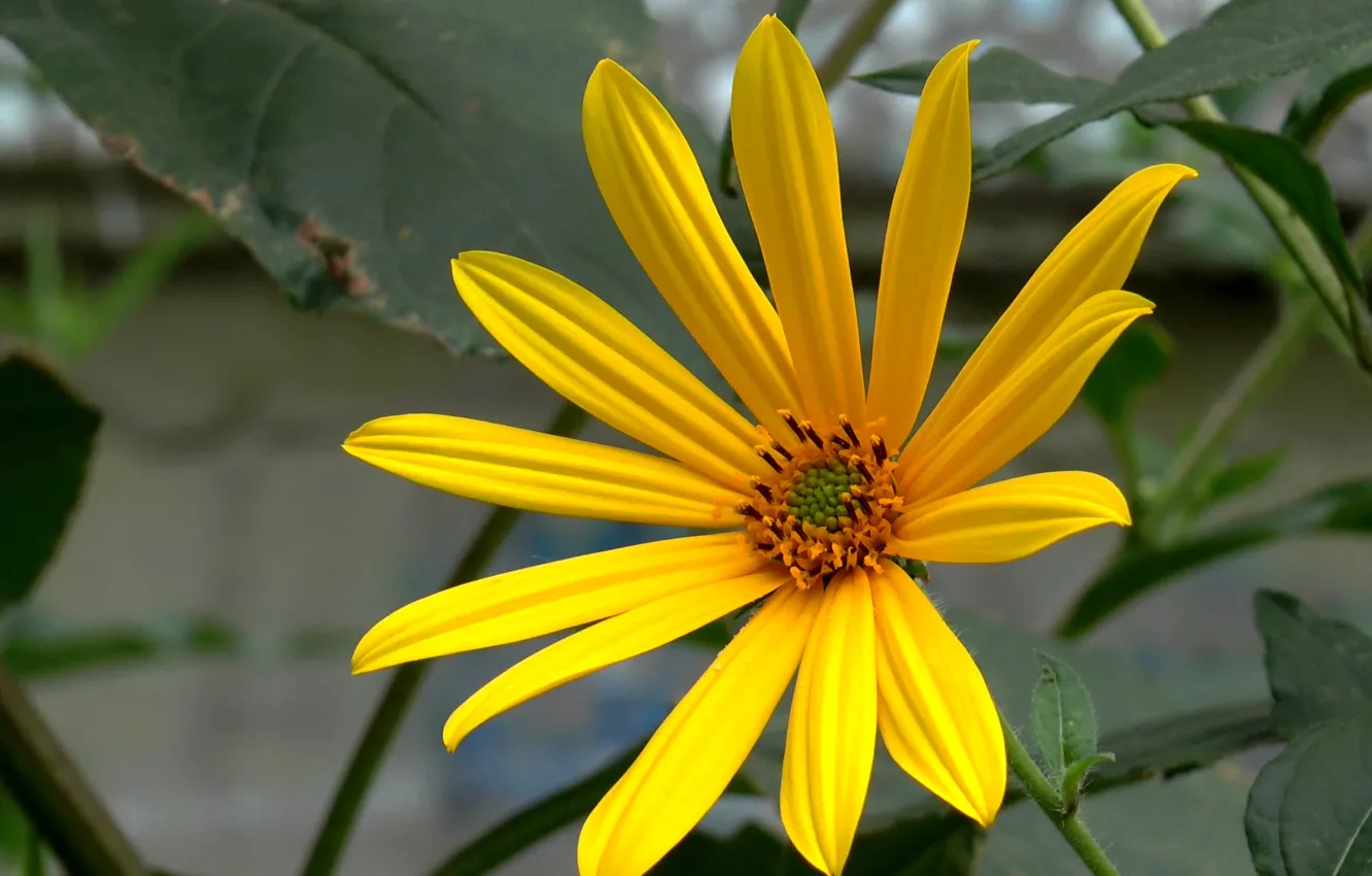 Photo wallpaper summer, flowers, July, Topinambur