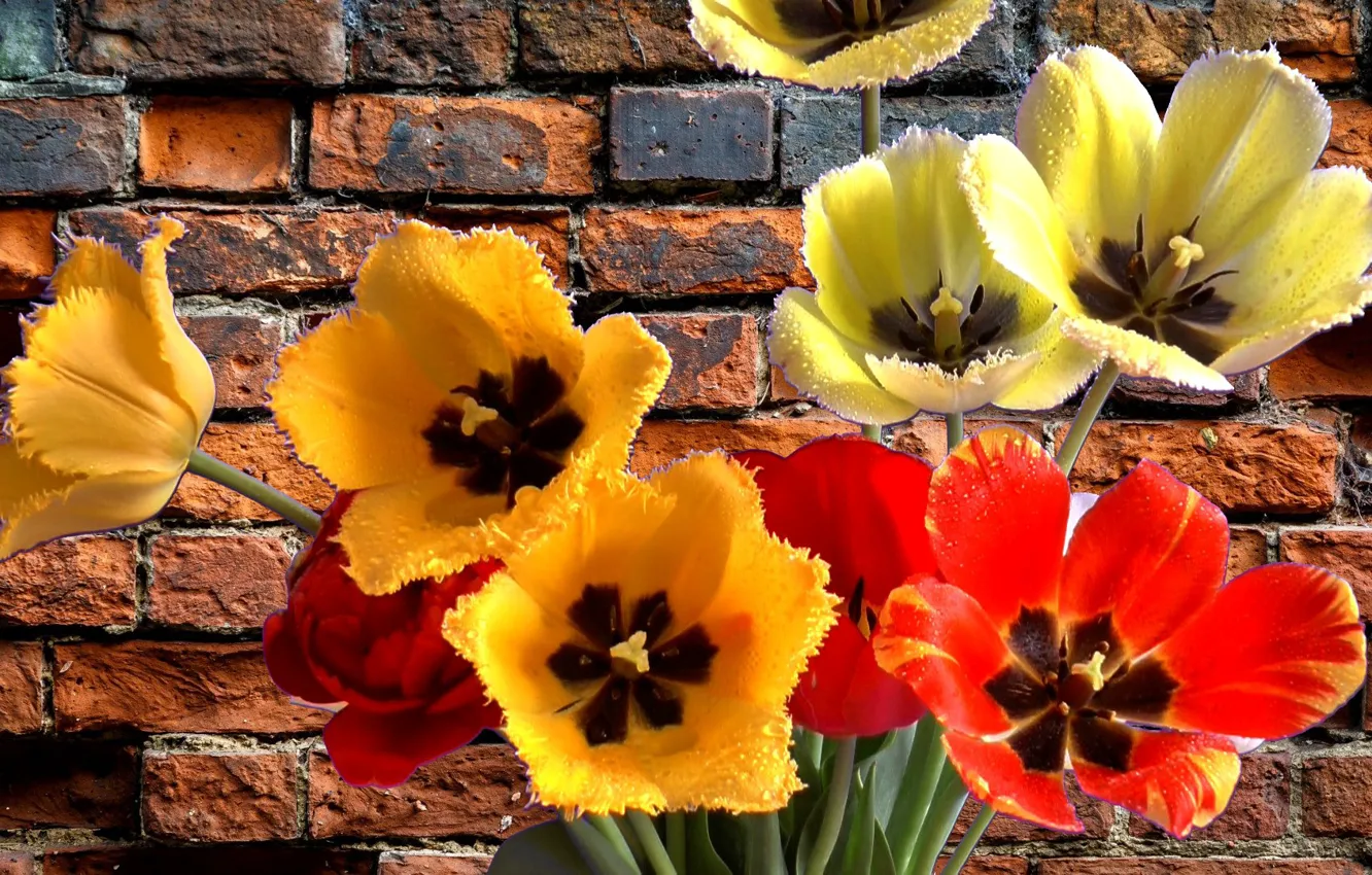 Photo wallpaper bouquet, spring, tulips, super
