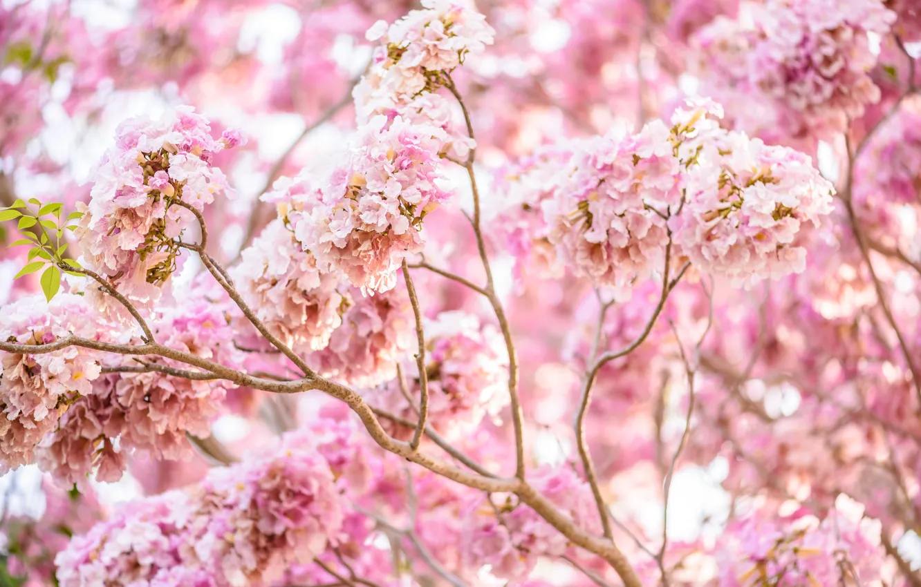 Photo wallpaper branches, spring, flowering, pink, blossom, spring, bloom