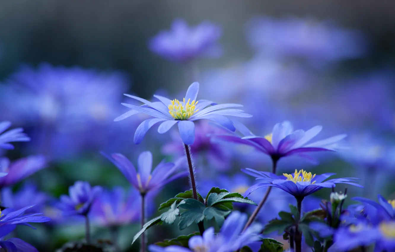 Photo wallpaper flowers, blue, petals, blur, stem