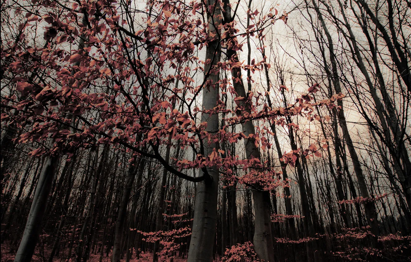 Photo wallpaper autumn, forest, leaves, trees