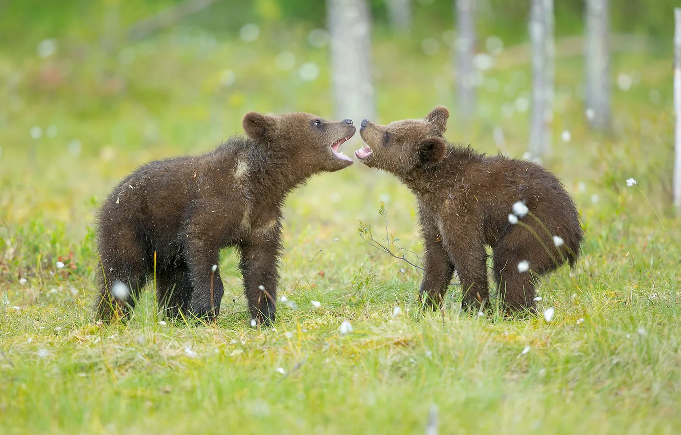 Photo wallpaper grass, nature, background, bear
