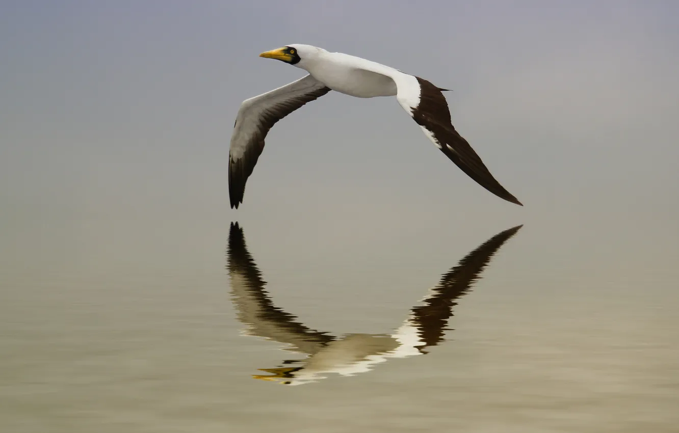 Photo wallpaper water, flight, reflection, bird