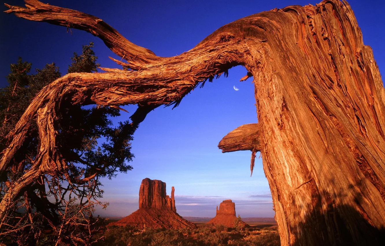 Photo wallpaper sunset, tree, rocks, desert, a month, USA, crooked, dry