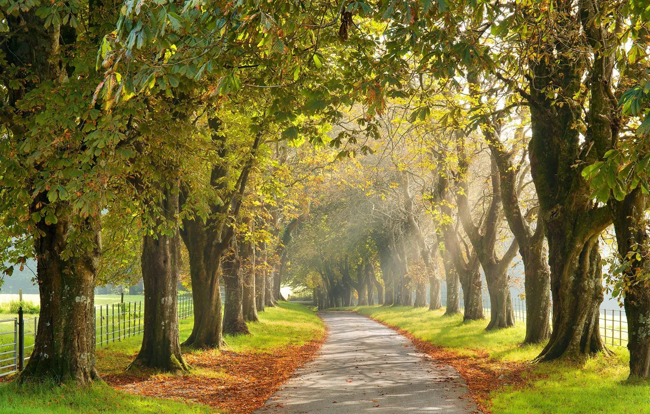 Photo wallpaper autumn, the city, street