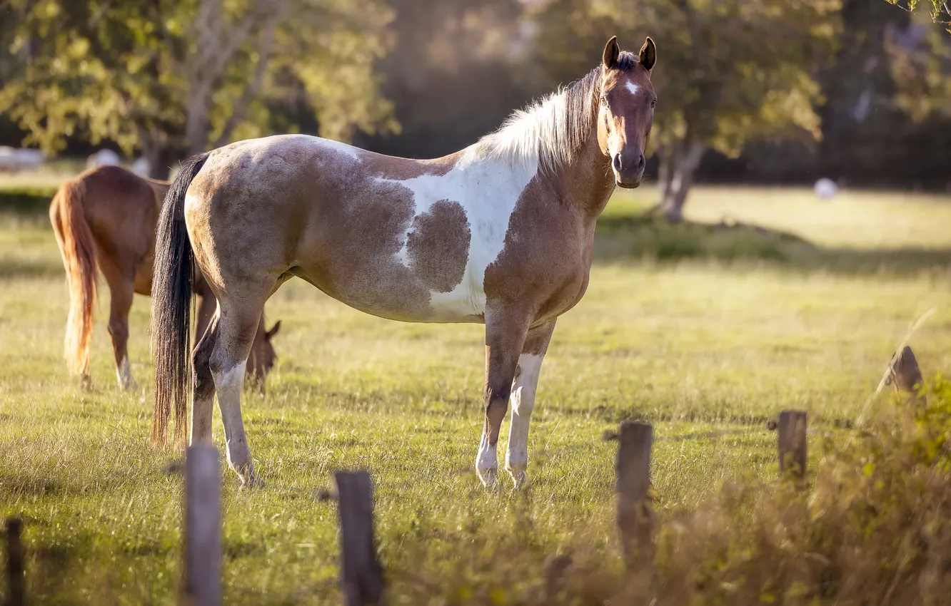 Photo wallpaper grass, look, face, light, trees, Park, horse, glade