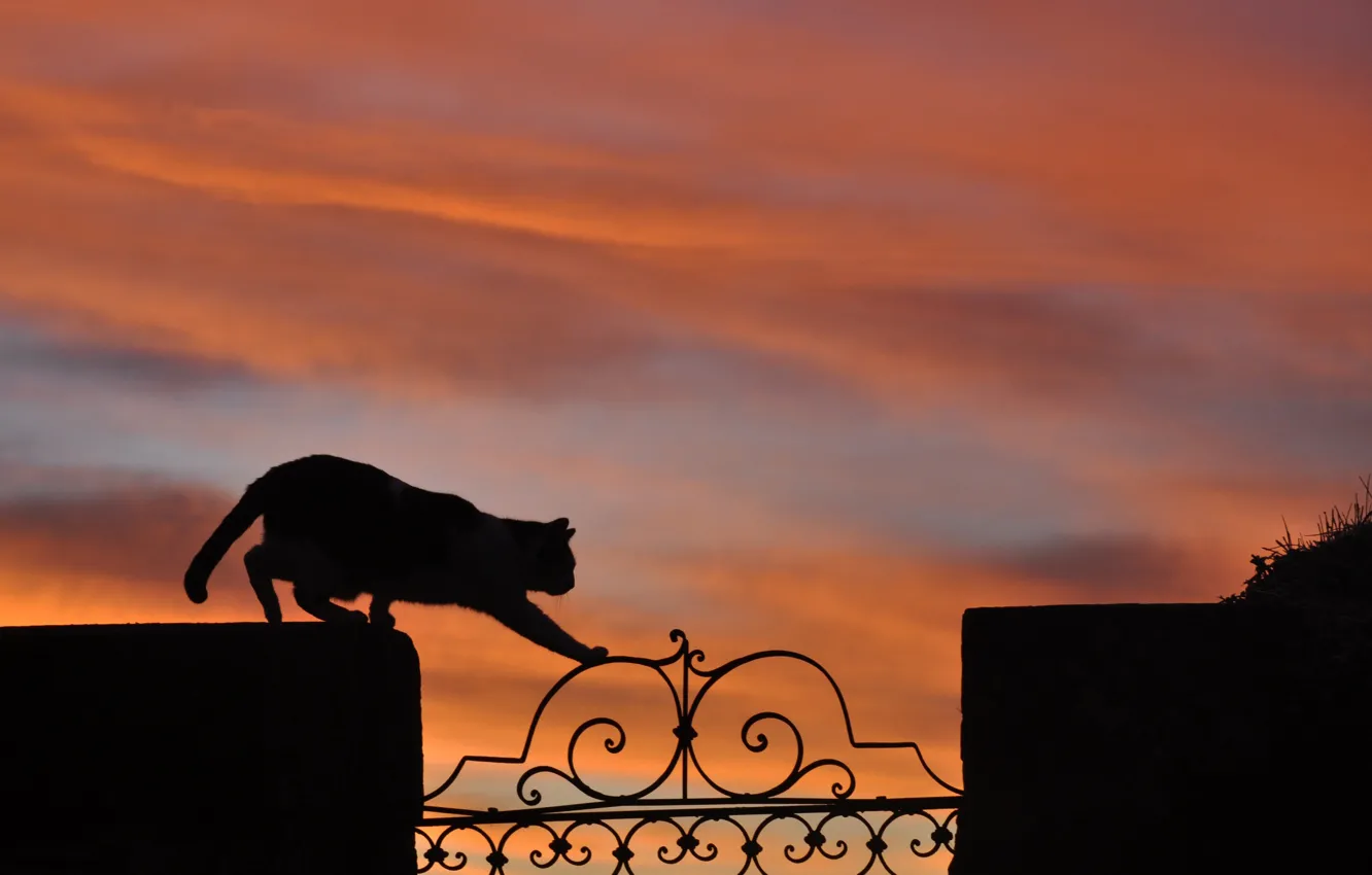 Photo wallpaper cat, sunset, fence, silhouette