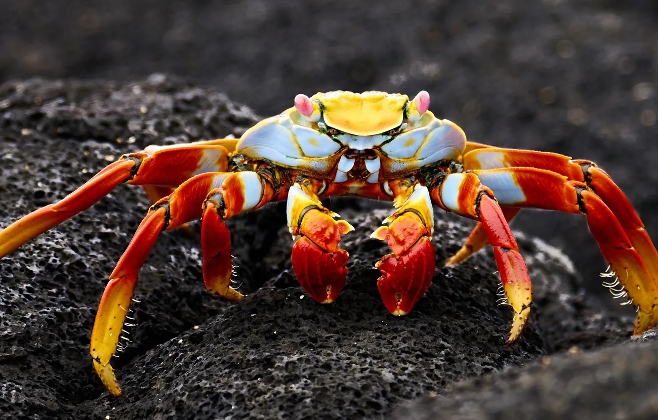 Photo wallpaper bright, the dark background, stones, background, shore, crab, crab, claws