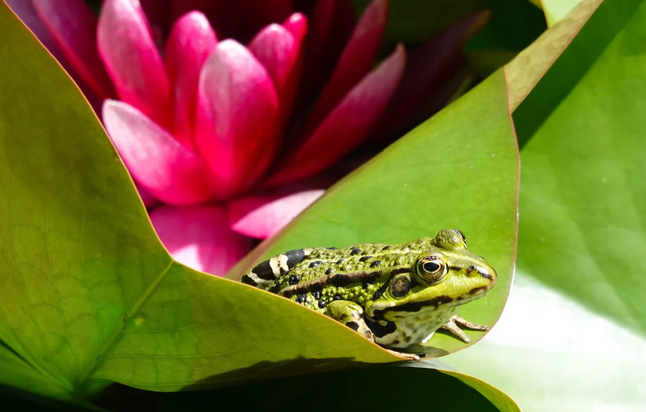 Photo wallpaper flowers, water Lily, frog