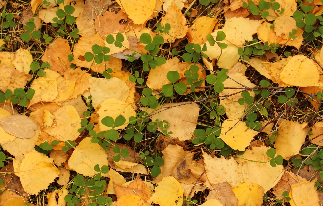 Photo wallpaper autumn, leaves, clover