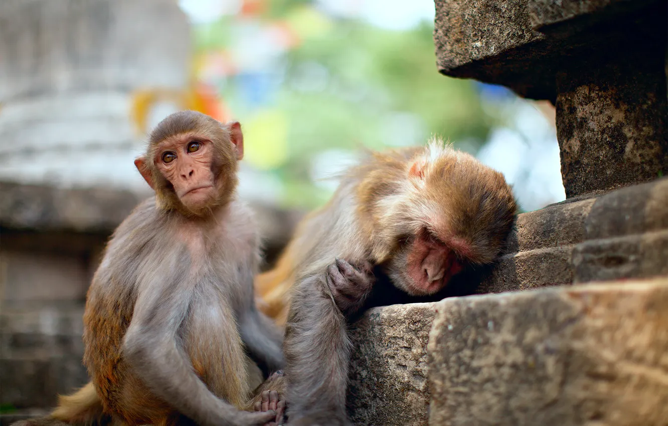 Photo wallpaper macaques, two, stage, temple, young, old