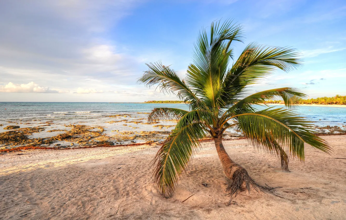 Photo wallpaper sand, sea, the sky, palm trees, shore