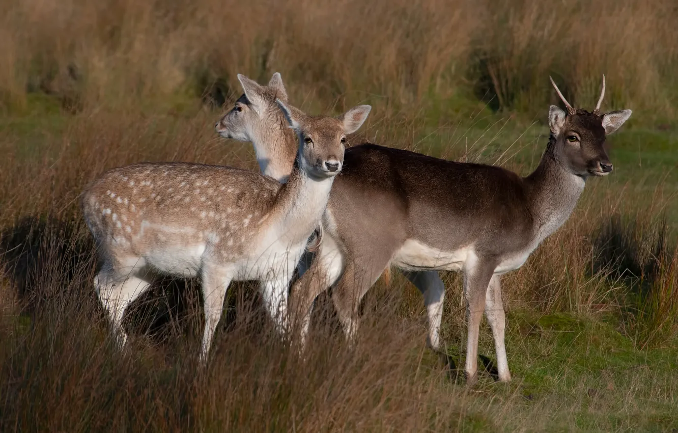 Photo wallpaper grass, nature, deer, fawn