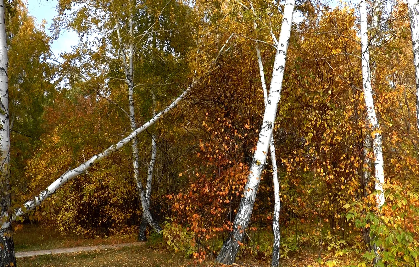 Photo wallpaper autumn, forest, birch, desktop background