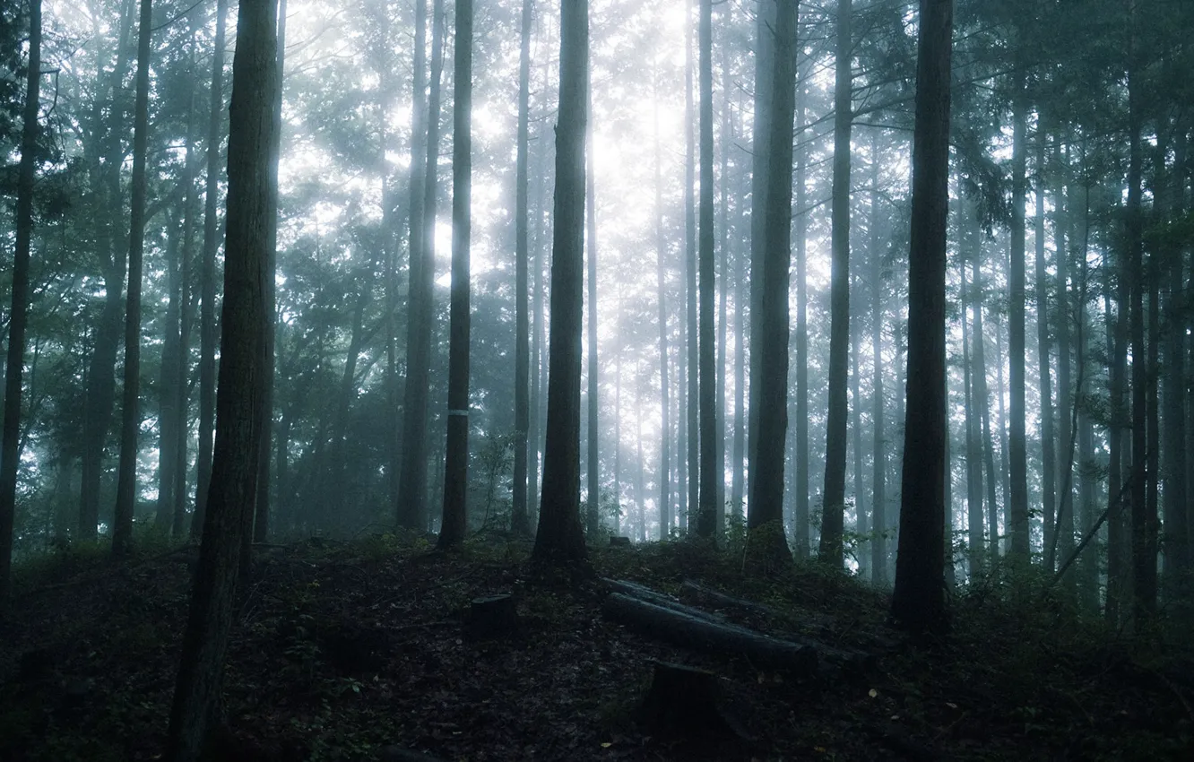 Photo wallpaper forest, light, trees, nature