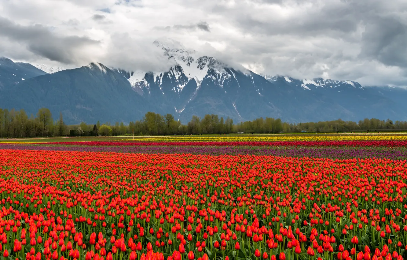 Photo wallpaper field, clouds, snow, landscape, flowers, mountains, nature, tulips