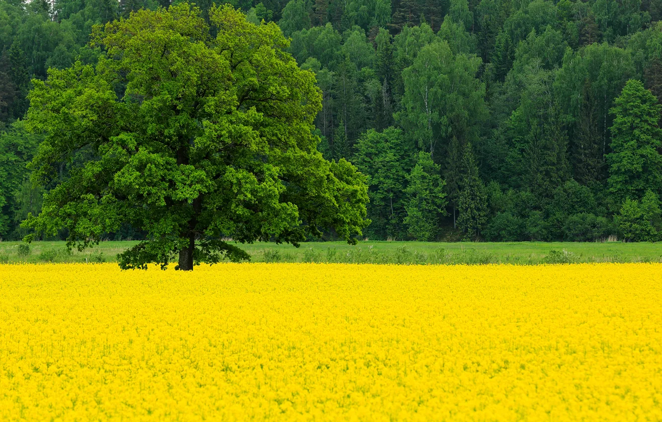 Photo wallpaper field, forest, trees, flowers, nature, tree, spring, May