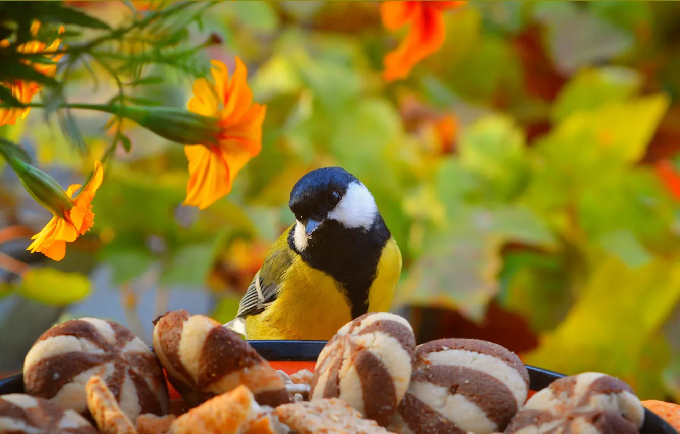 Photo wallpaper cookies, Bird, Flowers, Bird