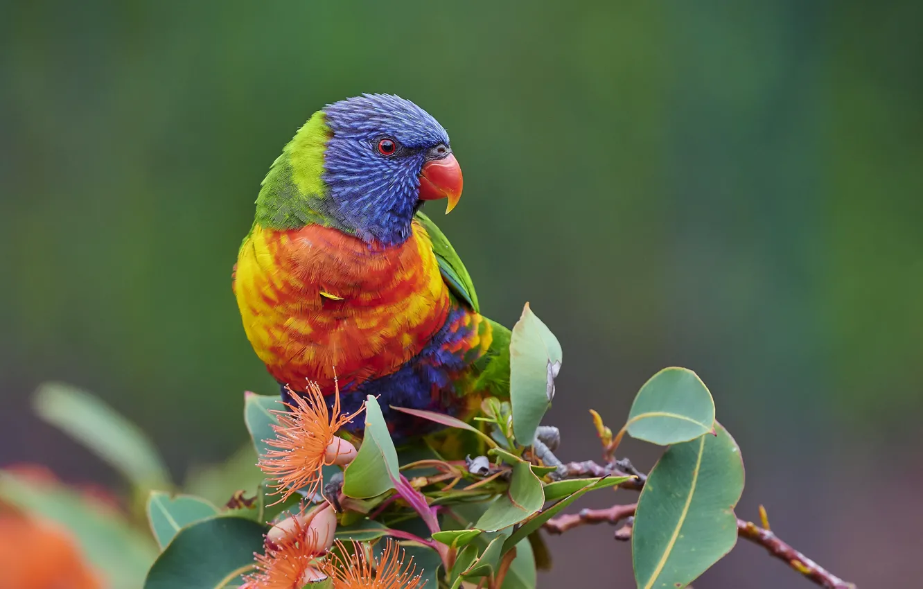 Photo wallpaper leaves, flowers, branches, bird, parrot, rainbow lorikeet
