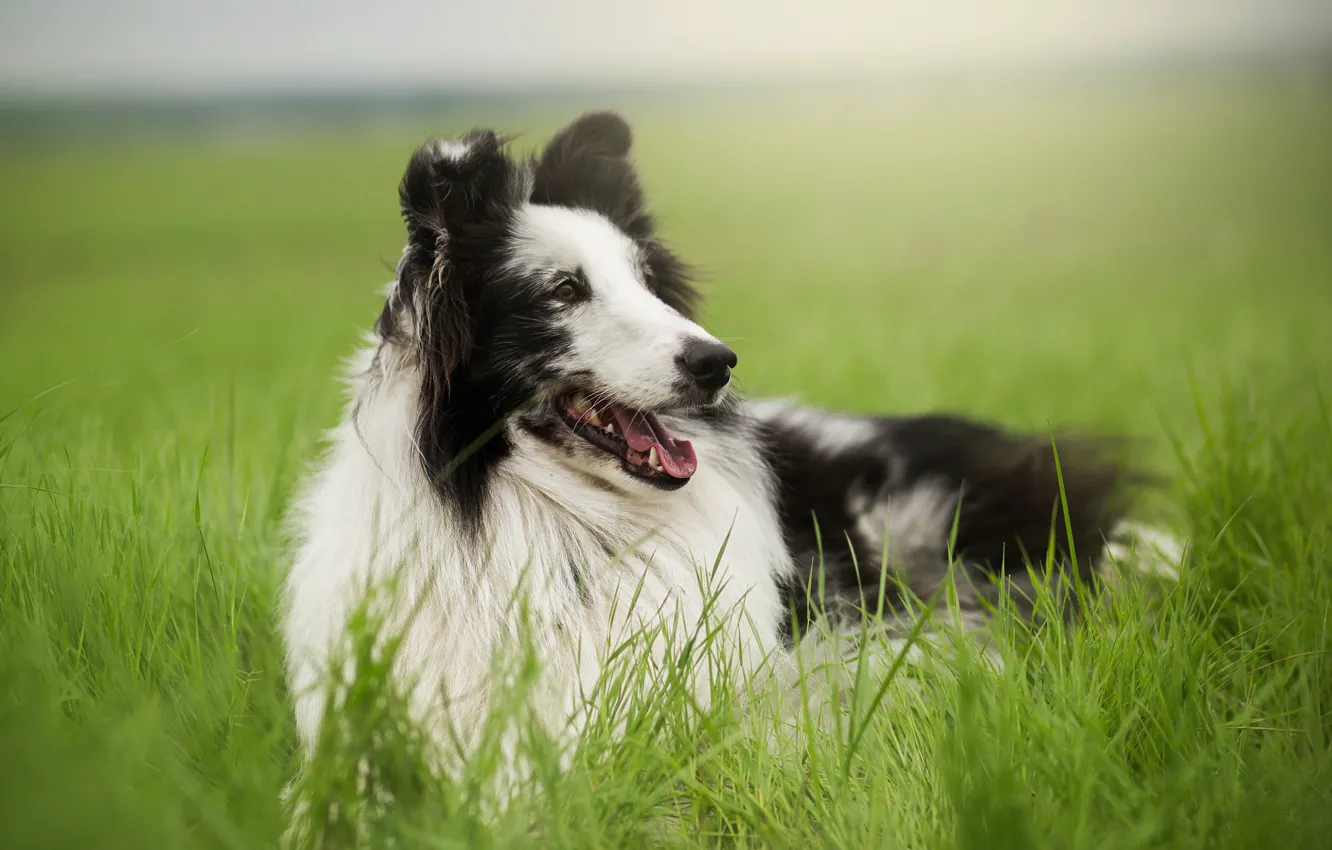 Photo wallpaper look, each, dog