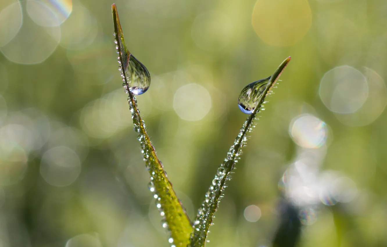 Photo wallpaper greens, grass, drops, macro, light, nature, Rosa, reflection