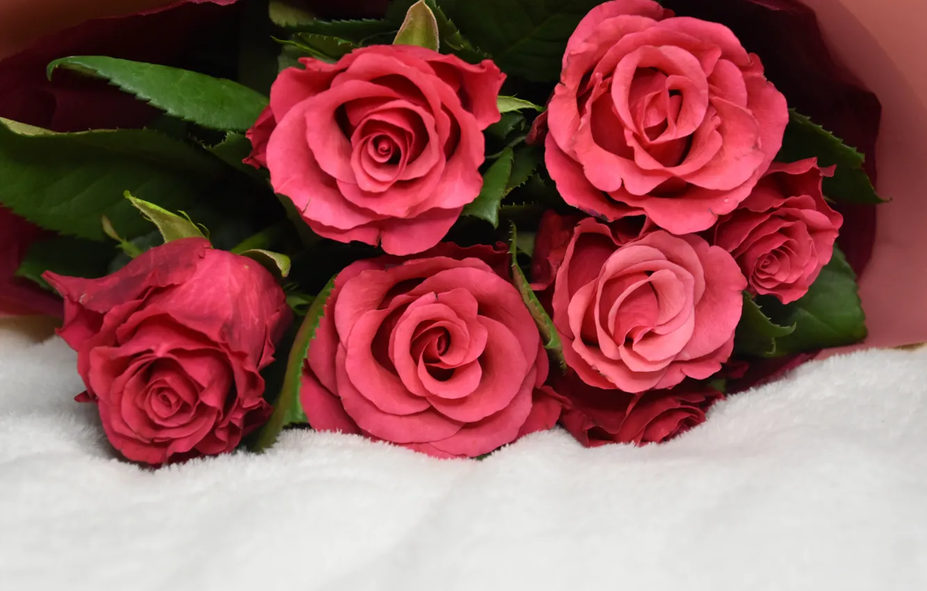 Photo wallpaper flowers, red, roses, bouquet, white background, fur