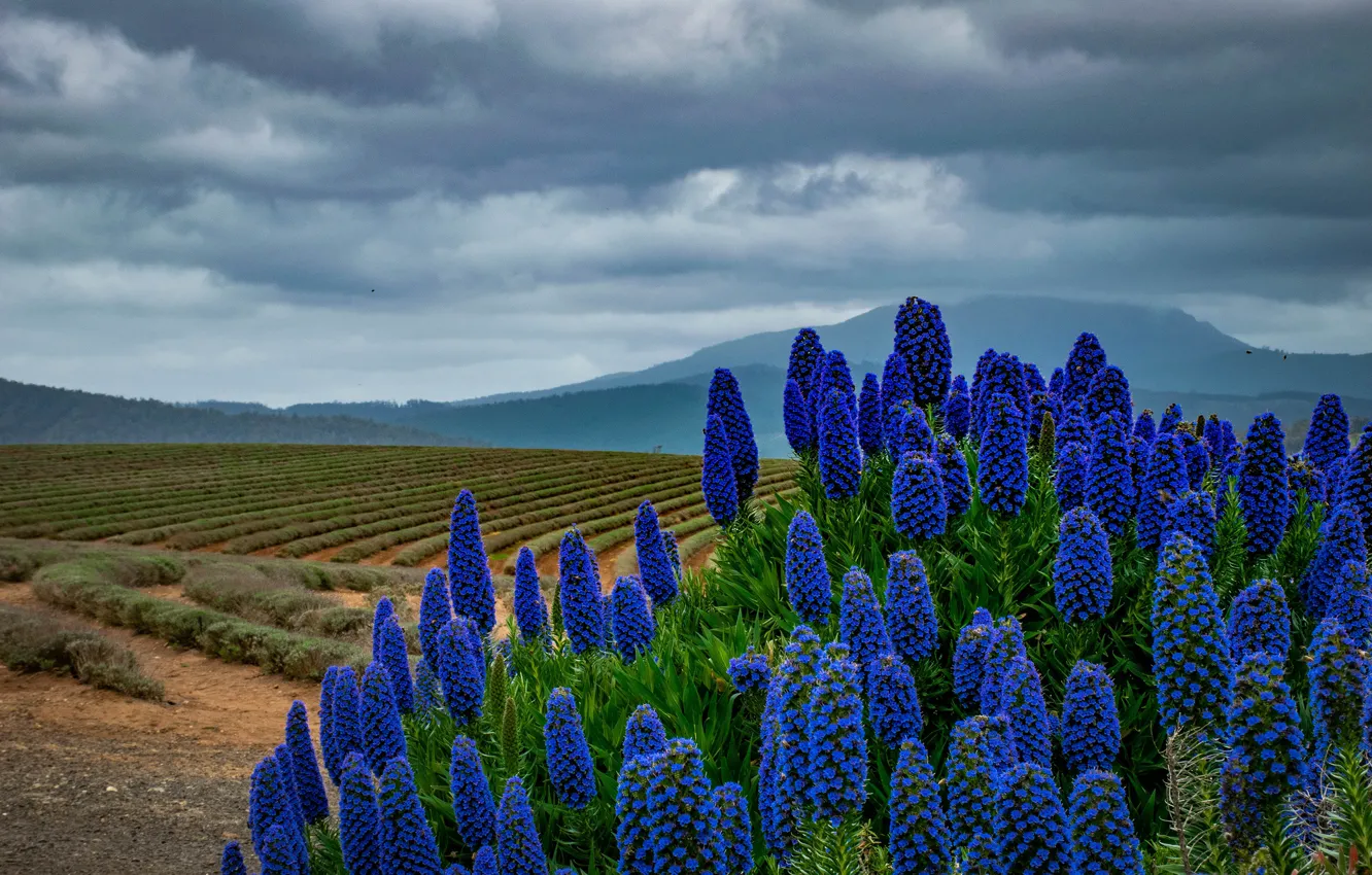 Photo wallpaper field, the sky, clouds, landscape, flowers, mountains, blue, clouds