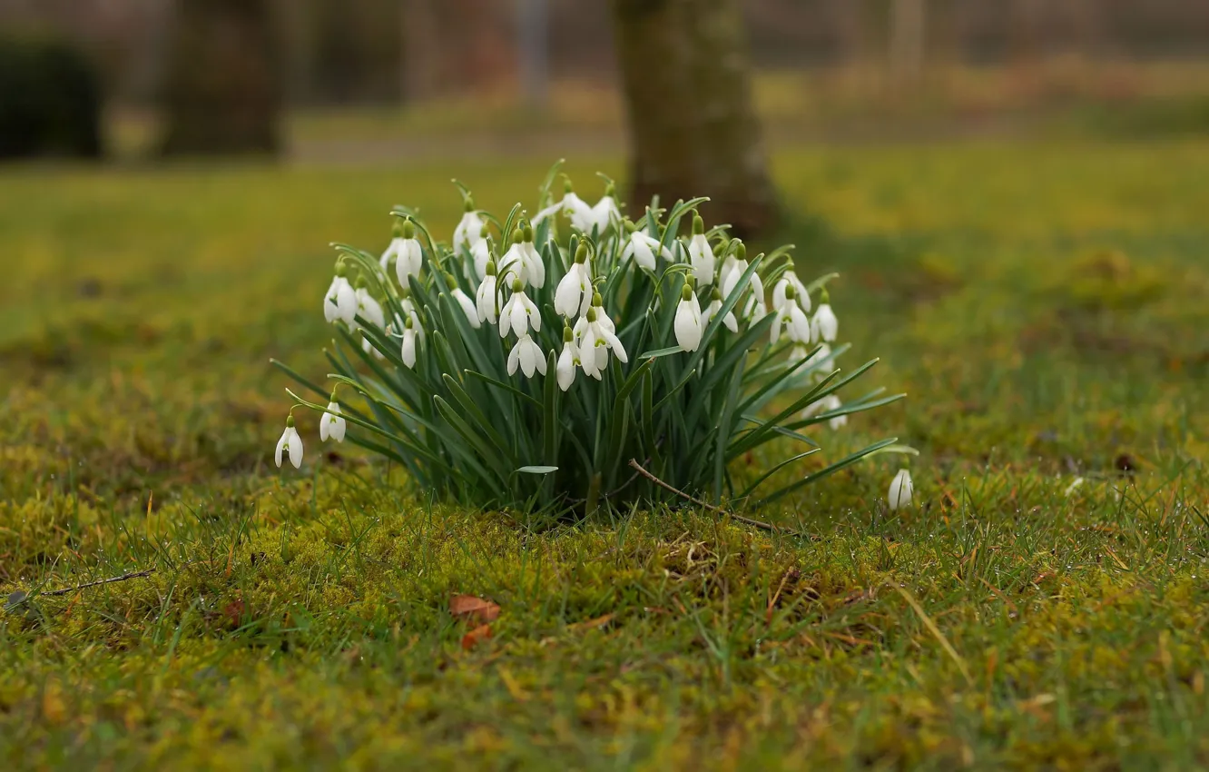 Photo wallpaper forest, grass, trees, flowers, Park, glade, spring, snowdrops
