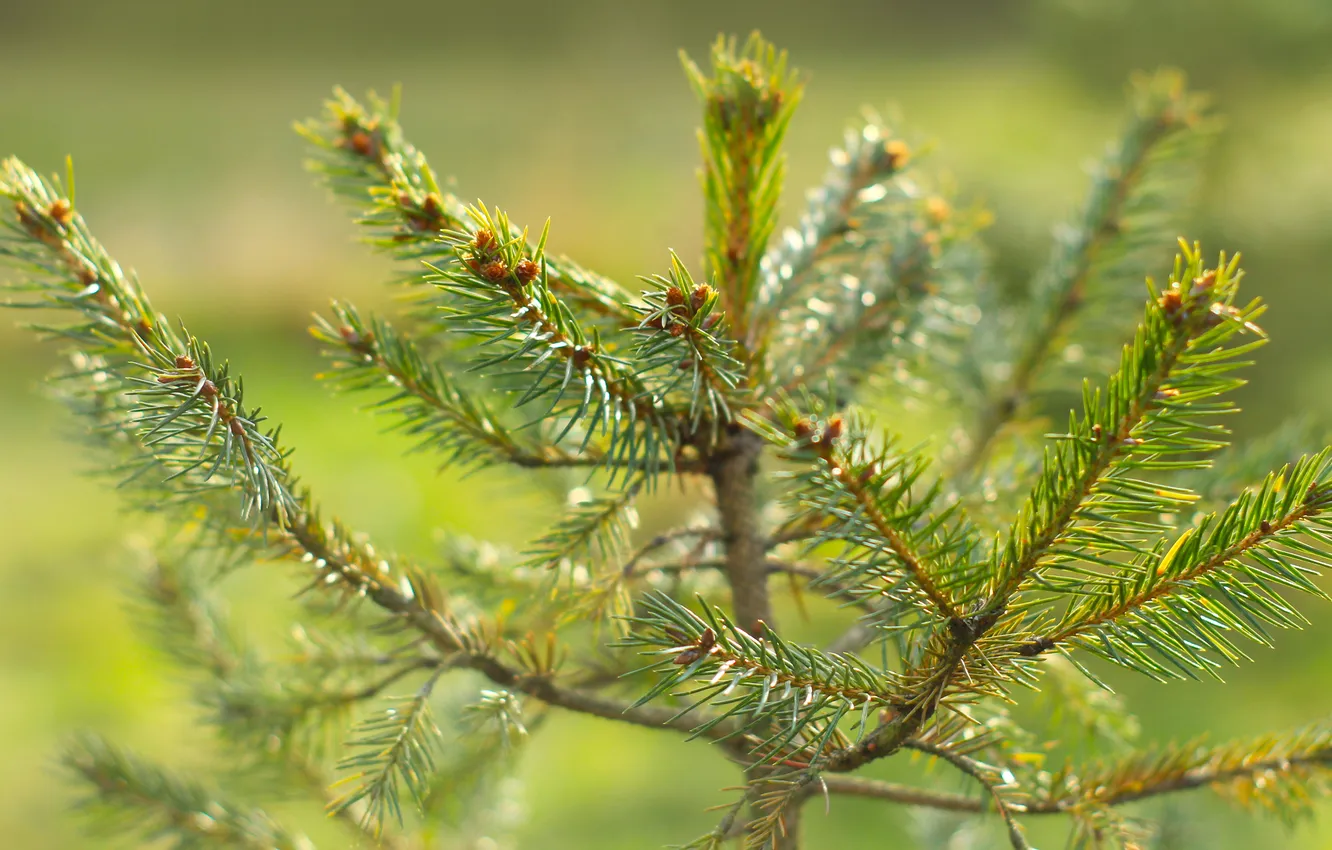 Photo wallpaper green, spruce, twigs