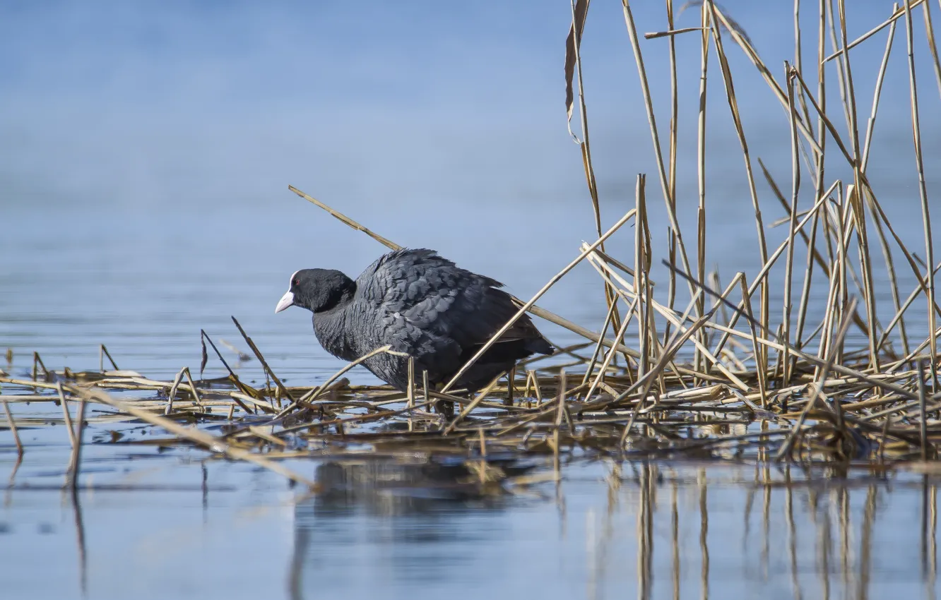 Photo wallpaper lake, bird, spring, The coot
