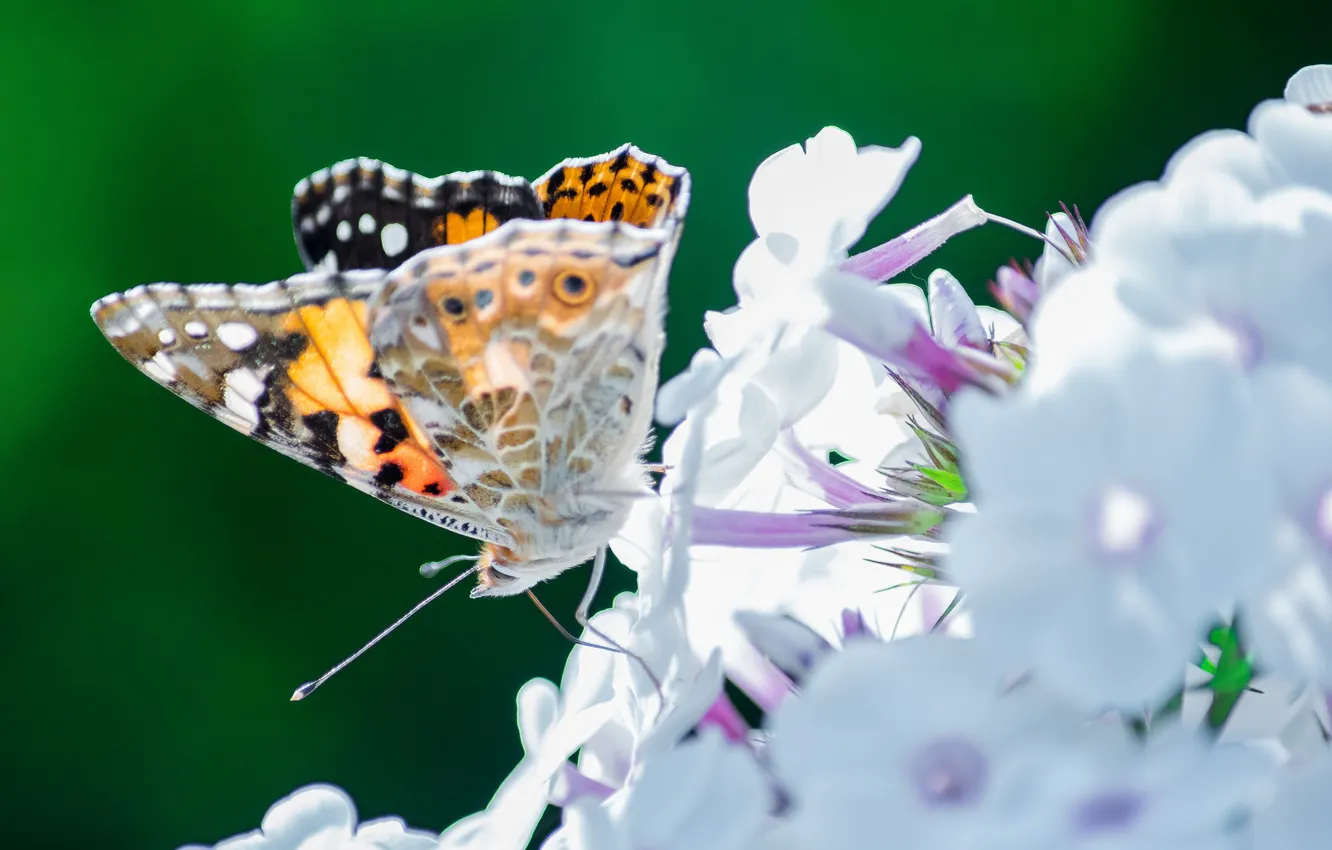 Photo wallpaper flowers, butterfly, insect, moth