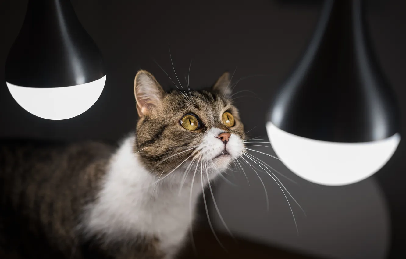 Photo wallpaper cat, look, background