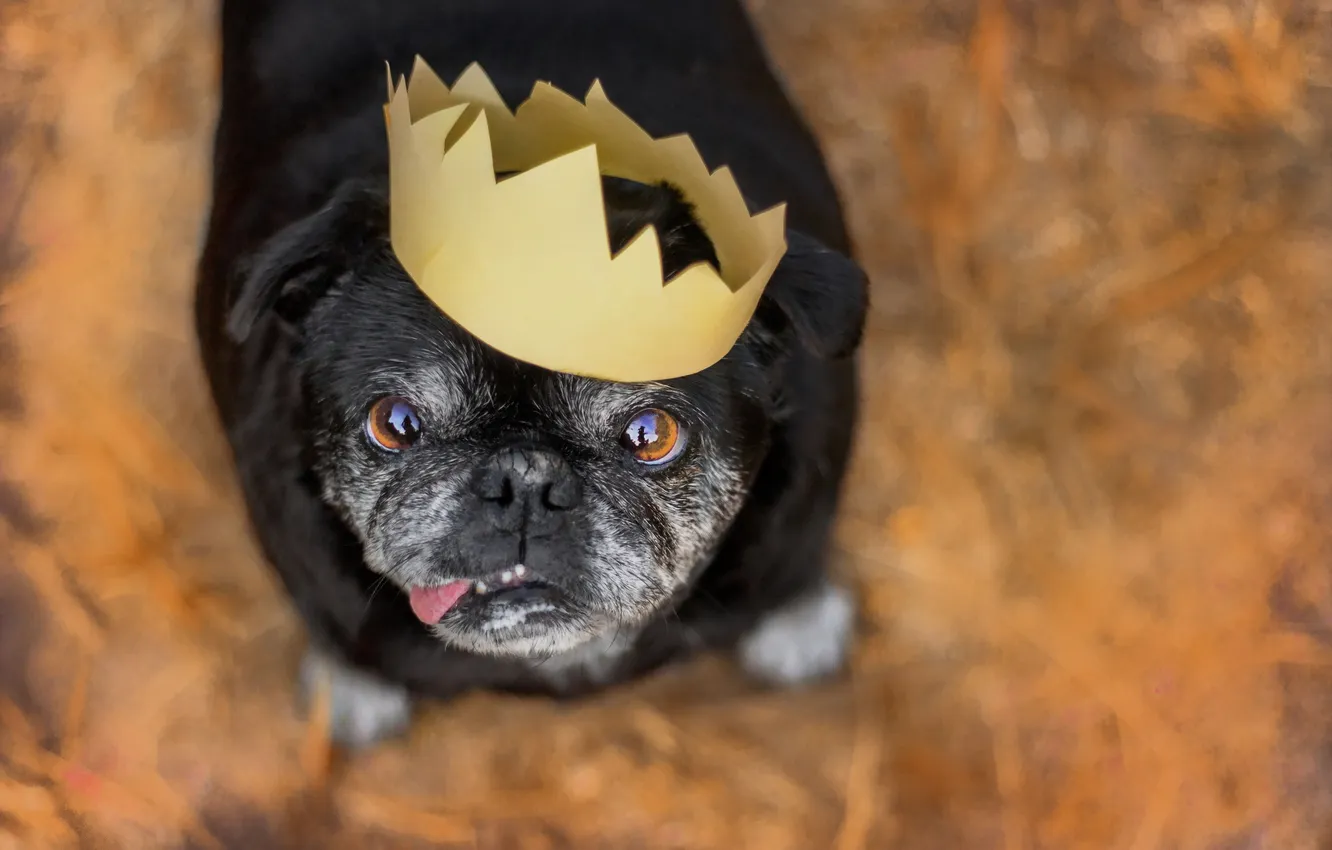 Photo wallpaper look, each, dog