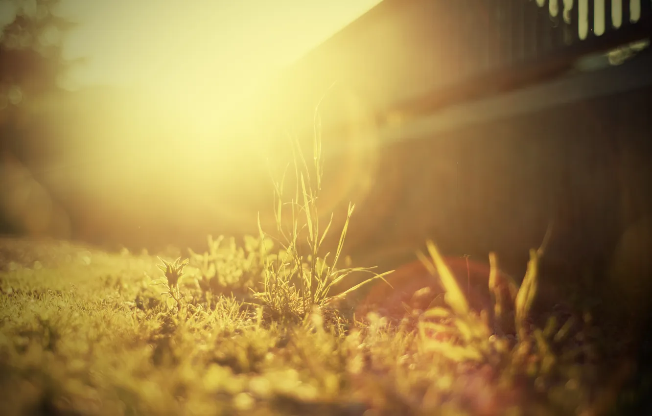 Photo wallpaper grass, the sun, yard