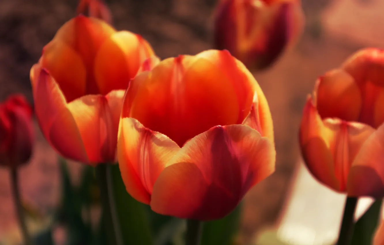Photo wallpaper Macro, Flowers, Nature, Spring, Leaves, Tulips, Buds, Petals