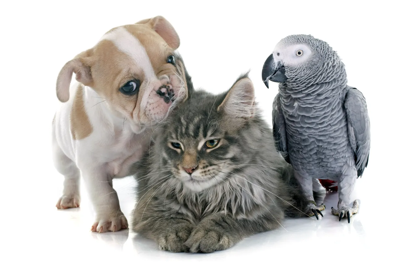 Photo wallpaper cat, each, parrot, puppy, bulldog, puppy, cats, Parrots