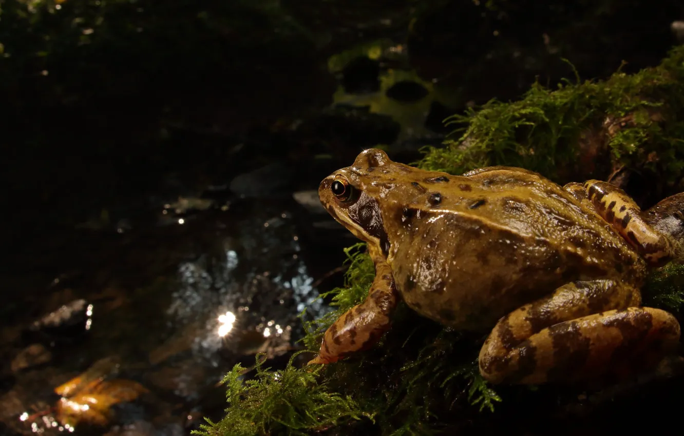 Photo wallpaper nature, the dark background, stream, back, frog, toad, pond, blurred background