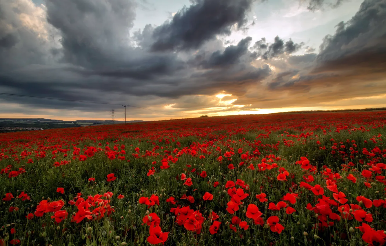 Photo wallpaper flowers, Maki, poppy field