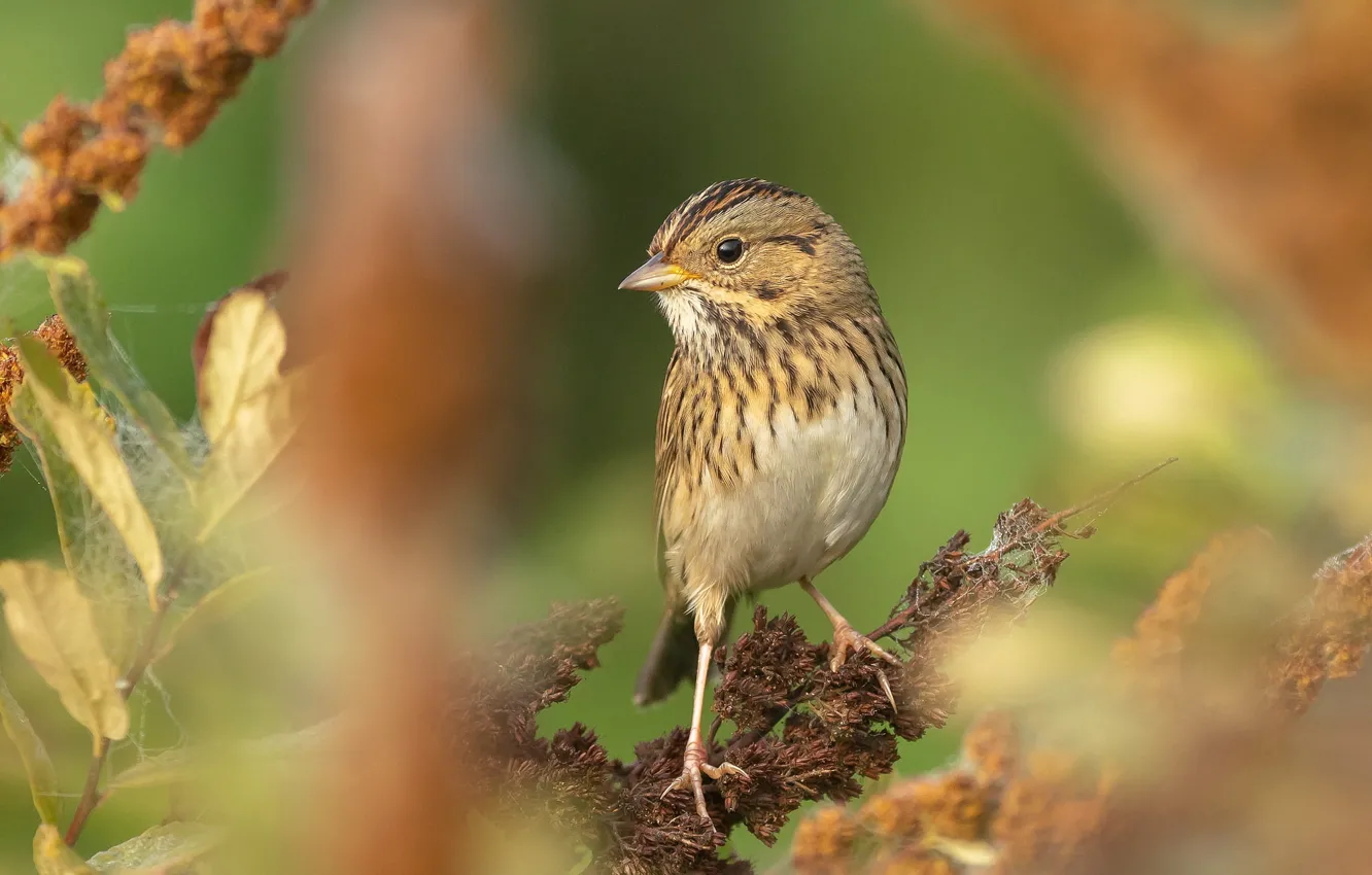 Photo wallpaper grass, macro, bird