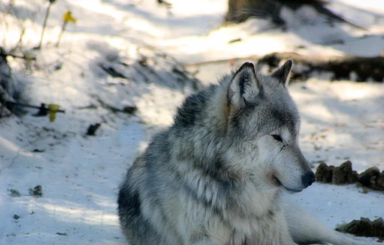 Photo wallpaper nature, face, animal, wolf, wildlife, head, fur, mammal