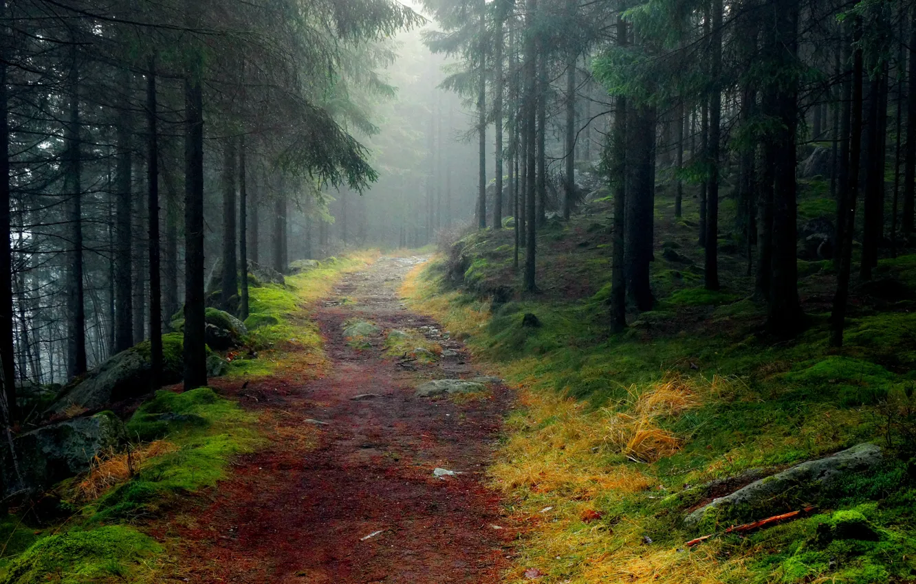 Photo wallpaper road, forest, trees, landscape, fog, stones, moss, spruce