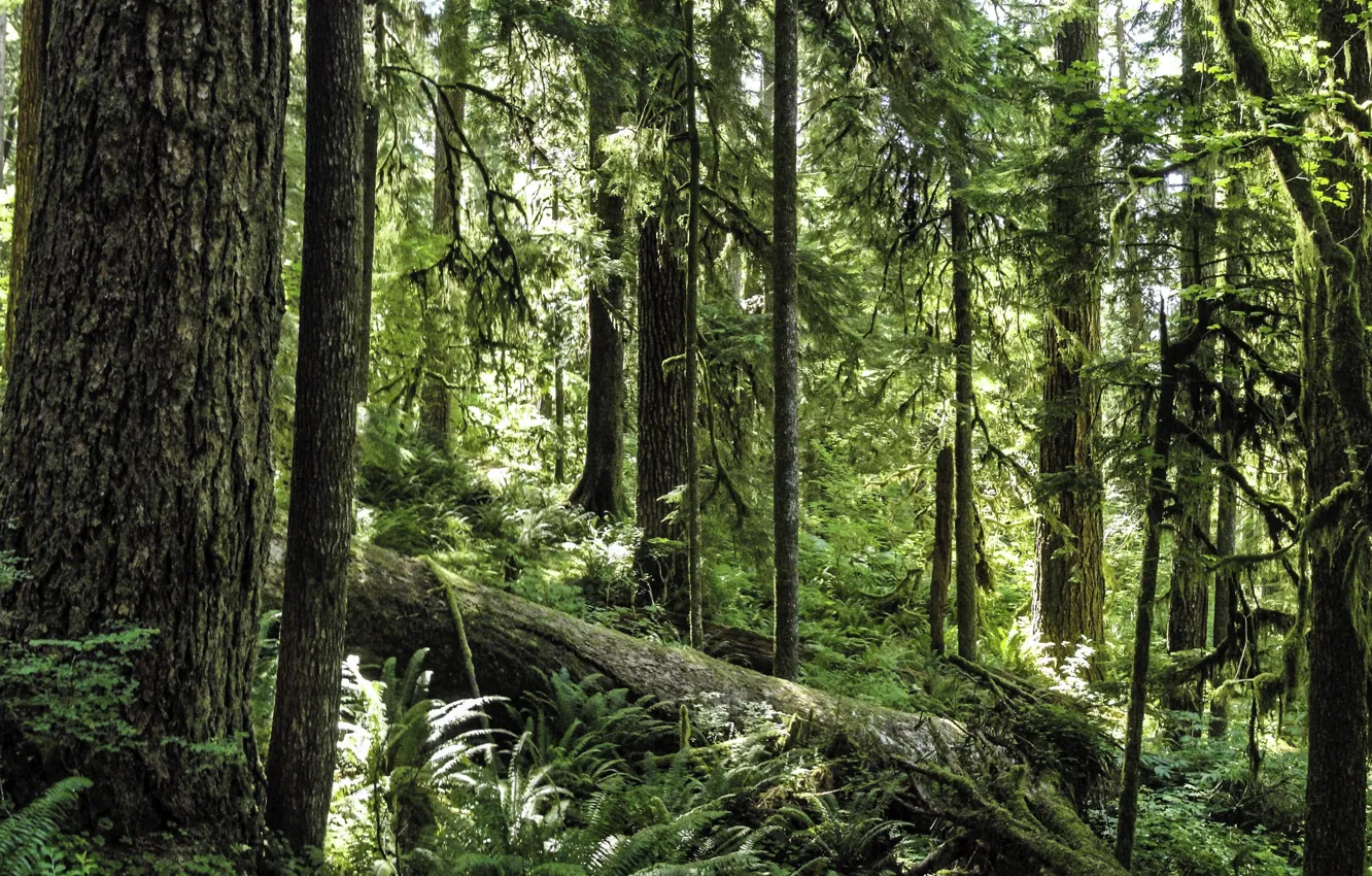 Photo wallpaper forest, trees, nature, USA, USA, Olympic National Park, Olympic national Park