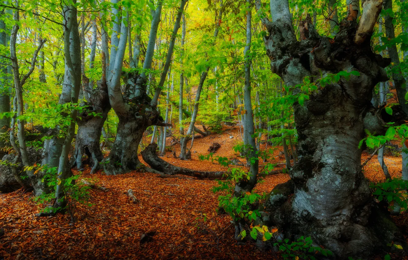Photo wallpaper forest, trees, landscape, nature, beech forest, Alexander Plekhanov