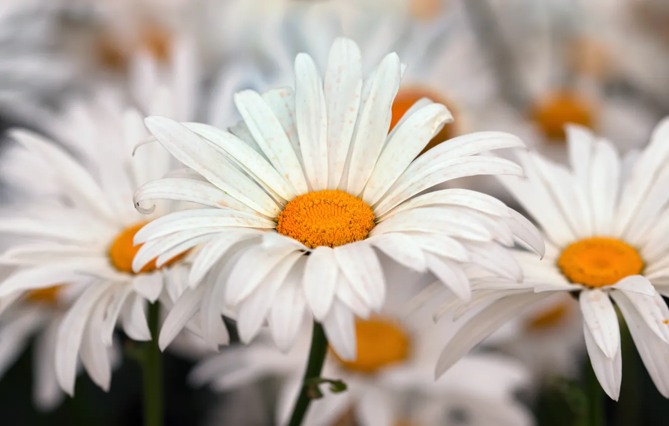 Photo wallpaper macro, flowers, chamomile, petals, white, bokeh, leucanthemum