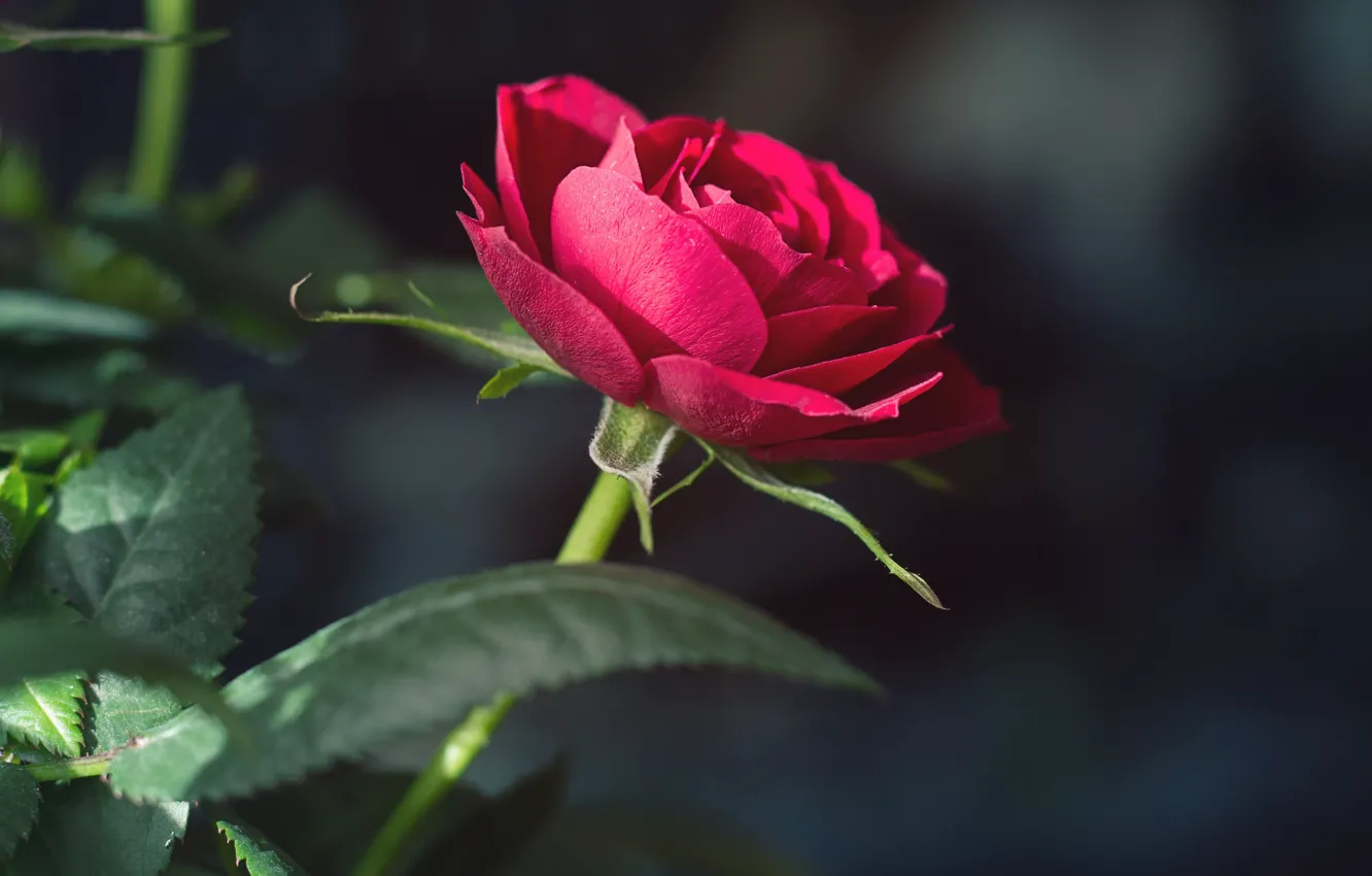 Photo wallpaper rose, beauty, red