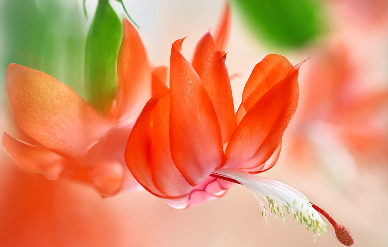 Photo wallpaper macro, cactus, exotic, Schlumbergera