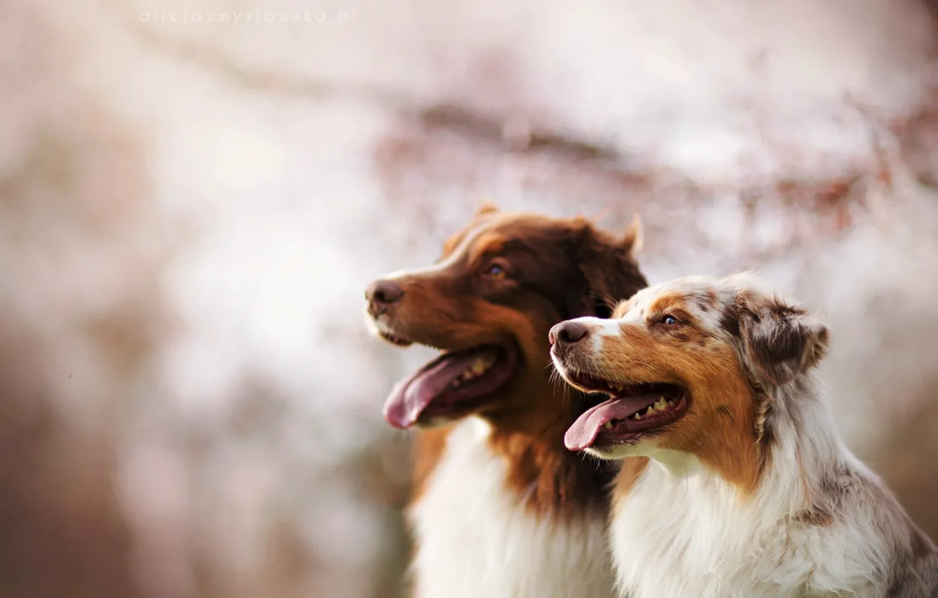 Photo wallpaper dogs, background, friends