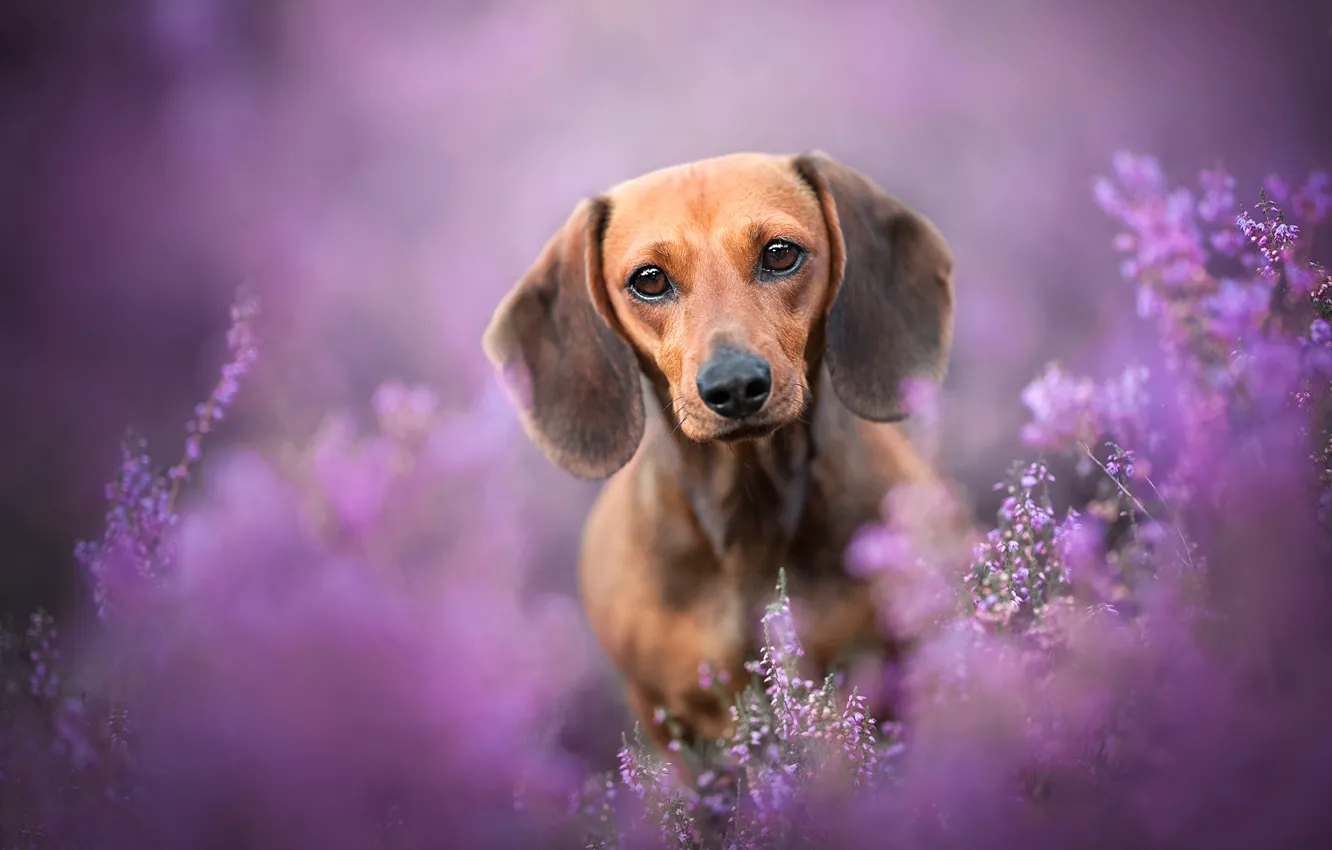 Photo wallpaper look, face, dog, Dachshund, bokeh, Heather