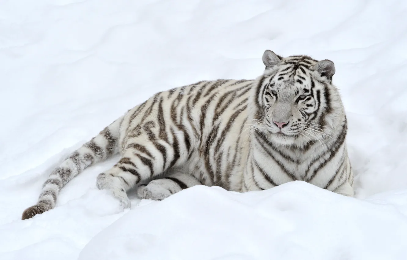 Photo wallpaper white, snow, tiger, predator