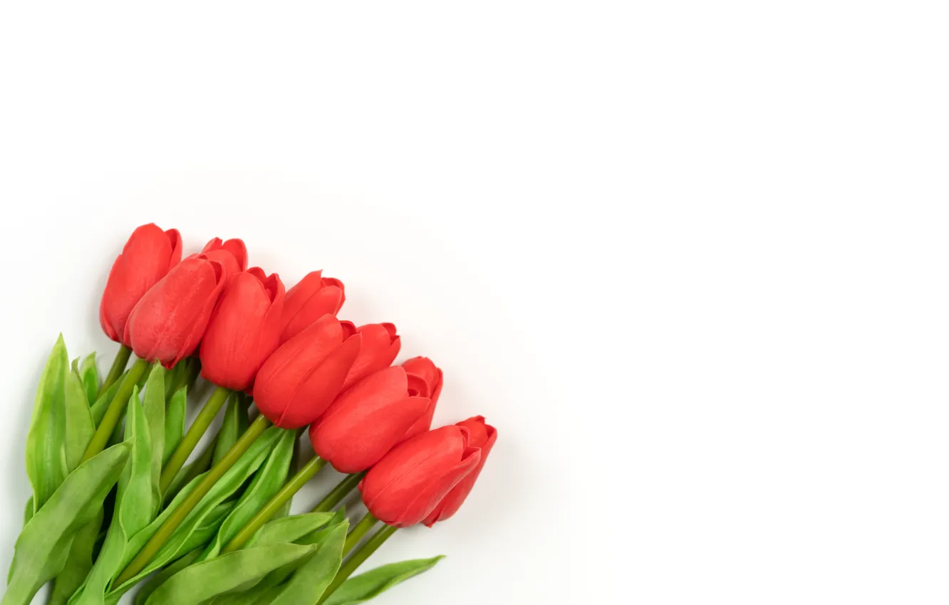 Photo wallpaper flowers, bouquet, tulips, white background